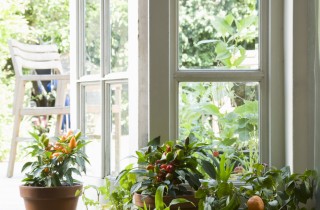 Arredare con le piante