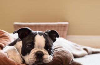 Come pulire la cuccia del cane