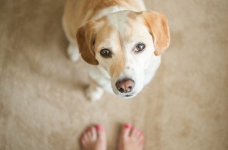 Animali domestici, quali rischi?