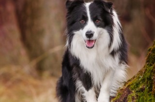 Border Collie - Cani da pastore