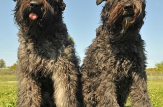 Bovaro delle Fiandre - Cani da pastore