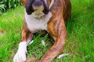 Boxer - Cani da lavoro
