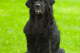 Cane di Terranova - Cani da lavoro
