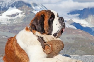 Cane di San Bernardo - Cani da lavoro
