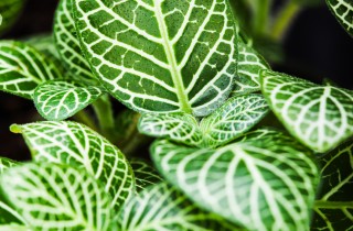 Come coltivare la calathea: 11 consigli utili