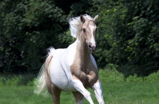 Che cosa significa sognare un cavallo