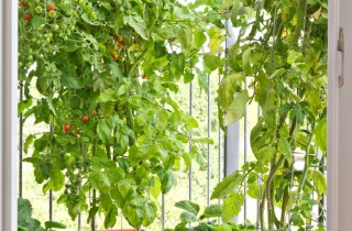 Come creare un orto-giardino