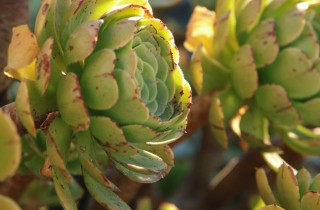 Come prendersi cura delle piante grasse