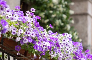 Cura del giardino? No, del balcone