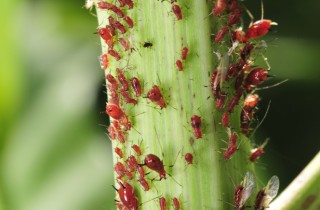 Elimina i parassiti in modo naturale!