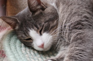 Eliminare i peli di cani e gatti