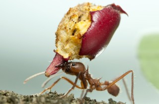 Come eliminare il problema formiche: rimedi naturali e non