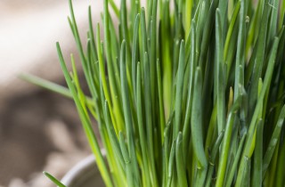 Erba Cipollina - Allium Schoenoprasum fam Liliaceae