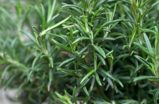 Erbe e piante aromatiche per il nostro benessere