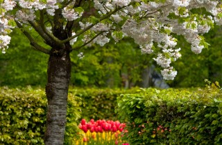 Il giardino dell’amore