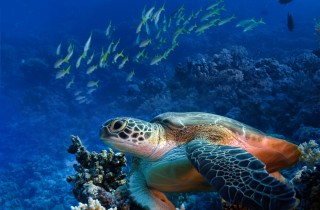 La gita al mare 'eco-sostenibile'