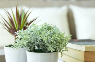 Le piante ‘rientrano’ in casa