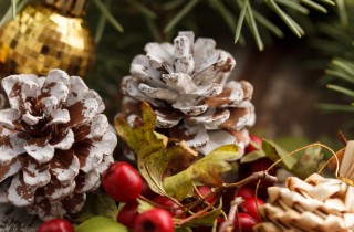 Le piante simbolo del Natale