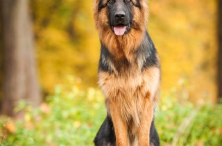 Pastore tedesco - Cani da pastore