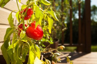 Peperoncini: piccantissimi e decorativi