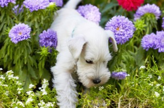 Piante che odiano i cani