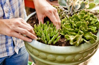 Piante grasse come mantenerle belle e sane