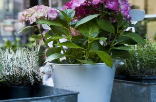 Rosa, elisir di lunga vita