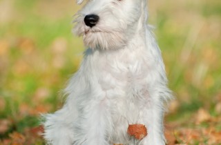 Schnauzer medio - Cani da lavoro