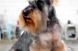 Schnauzer gigante - Cani da lavoro