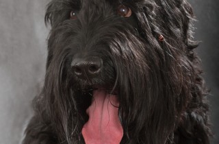 Terrier nero russo - Cani da lavoro