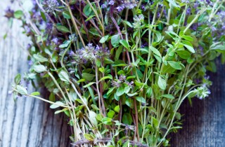 Timo, coccole di bellezza