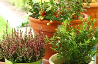 Un orto nel terrazzo