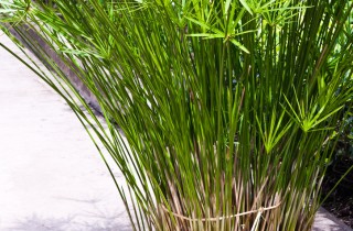 Papiro: pianta da appartamento