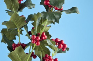 Vischio, la pianta sacra