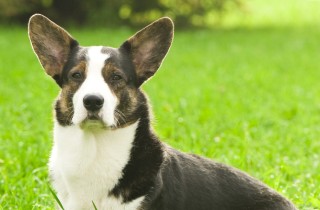 Welsh Corgi Cardigan - Cani da pastore