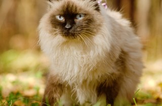 Un gatto al guinzaglio