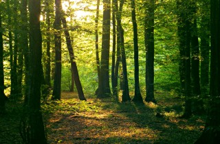 Boschi e foreste nei sogni