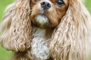 Cavalier King Charles Spaniel - Cani da grembo