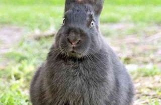 Come costruire una gabbia per conigli: consigli pratici e suggerimenti