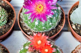 Piante grasse: nomi e tipi