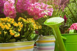 Come eliminare i pappataci: breve vademecum