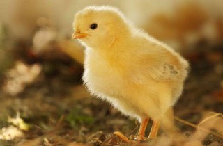 Come allevare i pulcini: la guida