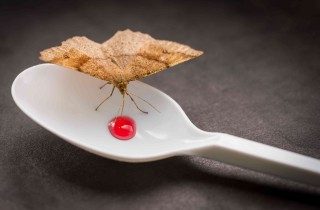 Combattere le farfalline (o tarme) del cibo