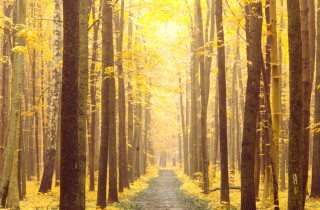 Foliage, 8 posti dove vedere lo spettacolo degli alberi a colori