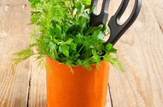 Come coltivare il prezzemolo: breve vademecum
