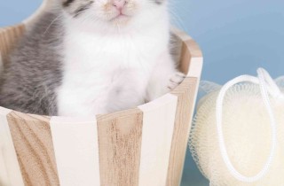 Come lavare il gatto in casa in modo corretto