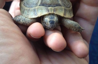 Come allevare le tartarughe di terra