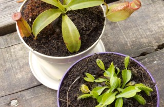 Piante carnivore: coltivazione e cura