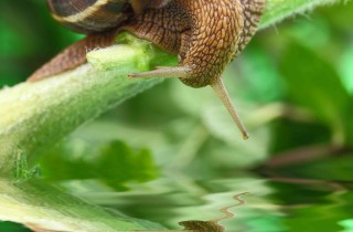 Cosa vuol dire sognare le lumache