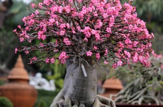 Come coltivare i bonsai